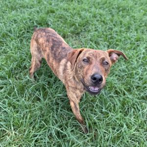 A brindle-colored dog with floppy ears stands on a grassy lawn, looking up at the camera with its mouth slightly open.