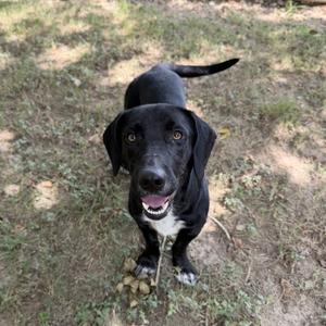 A black dog with a white chest and paws is standing on a grassy area, looking up at the camera with its mouth open and tongue visible.