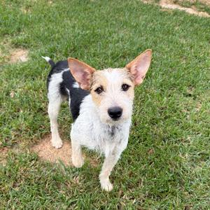 A small dog with a white and black coat standing on grass.
