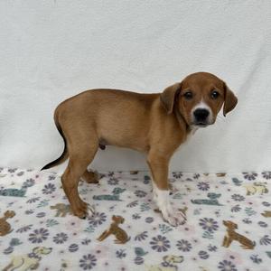 Enchilada, Terrier, available for adoption