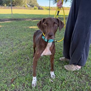 A brown dog with a blue collar standing on grass, being held by a person with a yellow leash.