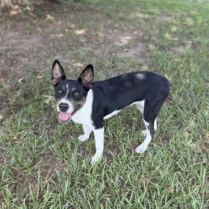 A black and white dog standing on grass with its tongue out.