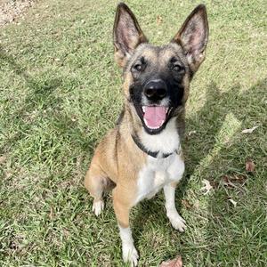 Fourth Wing, Shepherd, adult, available for adoption