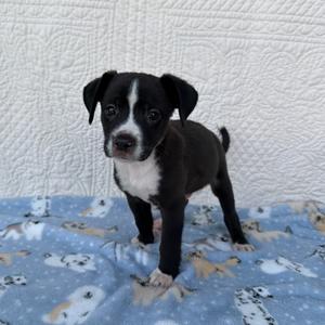 Cookie Cake, Terrier, available for adoption