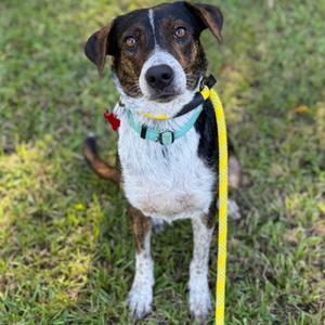 Bibsy, Cattle Dog, Australian (Blue Heeler), young, available for adoption