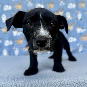 Corn Bread, Retriever, Labrador, available for adoption