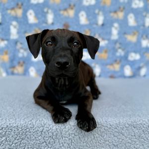 Brisket, Retriever, Labrador, available for adoption