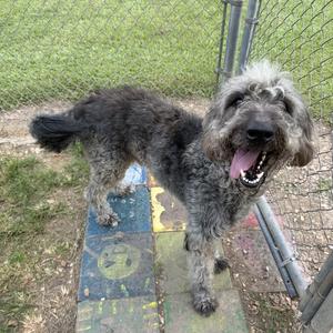A fluffy gray dog with a shaggy coat stands on a colorful, painted wooden platform. The dog has its mouth open, showing its tongue, and appears to be panting. It is standing on a grassy area with a chain-link fence in the background.