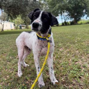 Caillou, Collie, Border, young, available for adoption