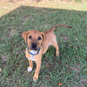 A brown puppy with a blue collar standing on grass.