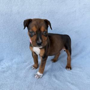 Candy Crush, Retriever, Labrador, available for adoption