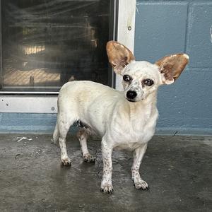 a white dog with large ears standing on a concrete surface