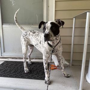 A black and white spotted dog standing on a porch, wearing a collar and leash.