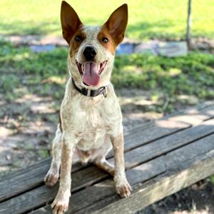 Baz, Cattle Dog, Australian (Red Heeler), young, available for adoption