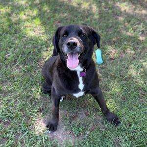 A black dog with a white chest and a blue tag on its collar is sitting on grass, looking at the camera with its mouth open and tongue out.
