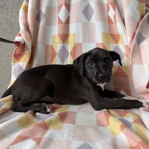 Denim Skirt, Retriever, Labrador, available for adoption