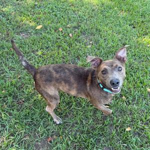 A brown and black brindle dog with a green collar standing on grass, looking up at the camera.