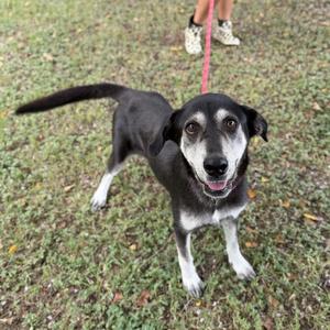 A black and white dog with a pink leash standing on grass, looking up at the camera.