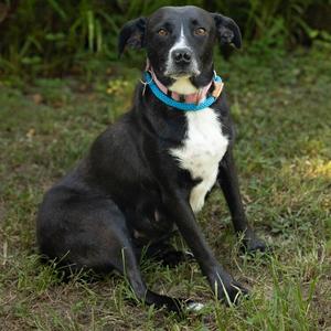 Emily, Retriever, Labrador, adult, available for adoption