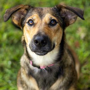 Cover Girl, Carolina Dog, young, available for adoption
