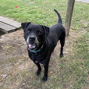 A black dog with a green collar standing on grass, looking up at the camera with its mouth open.