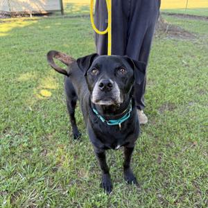 A black dog with a blue collar standing on grass, looking up at the camera.