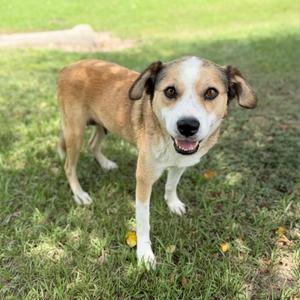 A brown and white dog standing on grass with its mouth open, looking at the camera.