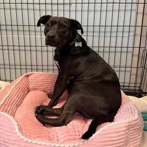 Darlin, Terrier, adult, available for adoption