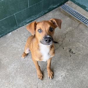 Jerry, Black Mouth Cur, young, available for adoption
