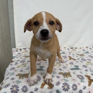 A small brown and white puppy standing on a floral blanket.