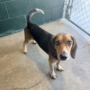 a beagle dog standing on a concrete floor