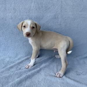 A light-colored puppy standing on a blue blanket