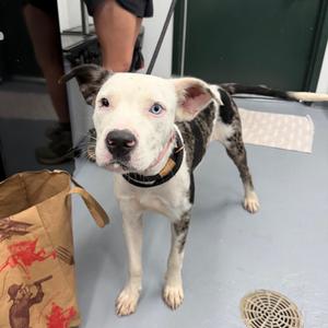 Booyah, Catahoula Leopard Dog, adult, available for adoption