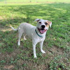 A happy white dog with a tan patch around its eye, wearing a blue collar and standing in a grassy field.