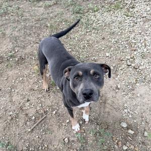 A black and tan dog with a white chest and paws, standing on a gravel surface and looking up at the camera.