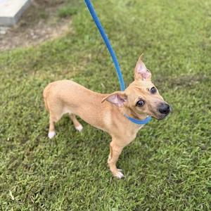 A tan, short-haired dog with pointy ears looking back at the camera while wearing a blue collar and leash in a grassy area.