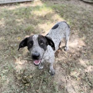 A black and white speckled dog standing on grass, looking up with its mouth open and tongue out.