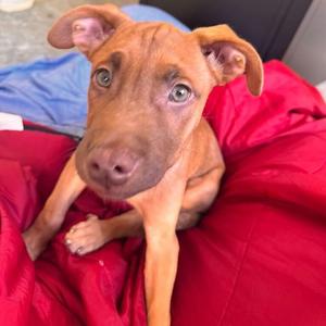 Boomerang, Terrier, available for adoption