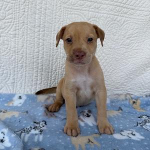 A small brown puppy sitting on a blue blanket with white patterns, looking directly at the camera.