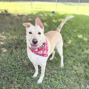 A happy light-colored dog standing in a grassy area wearing a red bandana with a small pattern.