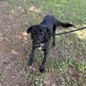 A black dog standing on grass on a leash