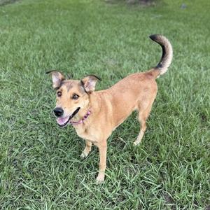 A tan and brown dog with a pink collar standing in a grassy yard.