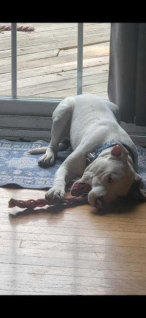 A white dog lying on a wooden floor next to a blue rug, chewing on a rope toy.
