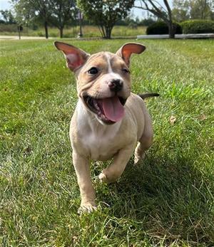 Sparkle Smash, Pit Bull Terrier, puppy, available for adoption