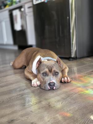 A brown and white dog lying on a wooden floor in a kitchen