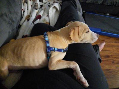 Krypto, Pit Bull Terrier / Labrador Retriever, puppy, available for adoption