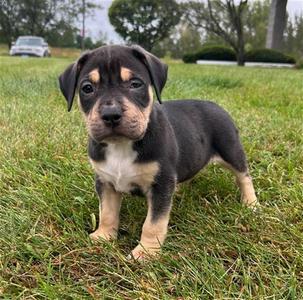 Uproar, American Staffordshire Terrier, puppy, available for adoption