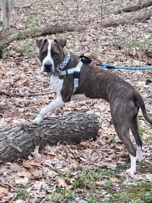 A brindle and white dog with a blue collar and harness standing on a log in a wooded area.