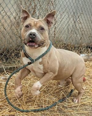A tan and white pit bull dog is standing on hay with a green rope leash.