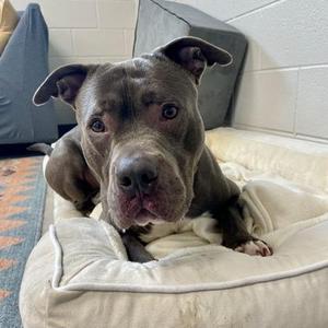 Mort, American Staffordshire Terrier, adult, available for adoption
